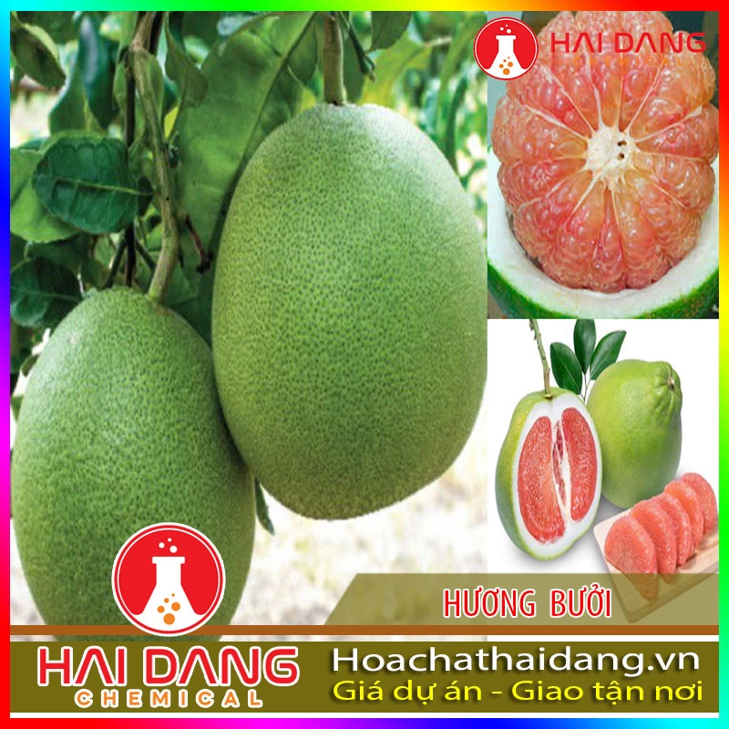 Hương Liệu Thực Phẩm Hương Bưởi