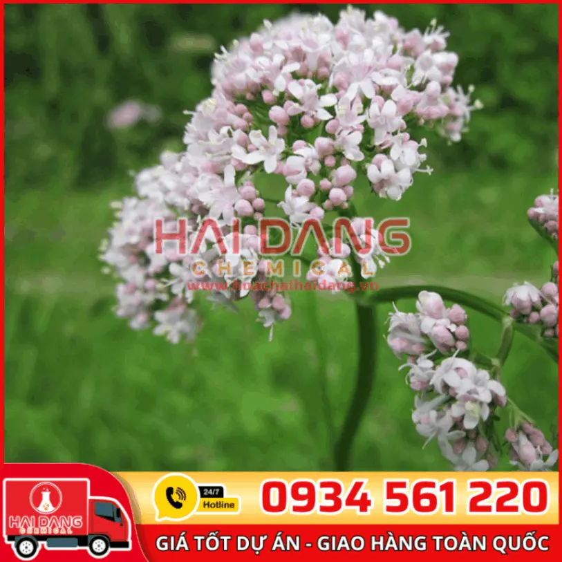 Chiết Xuất Nữ Lang Valerian Root Trung Quốc Dược Liệu Ngủ Ngon