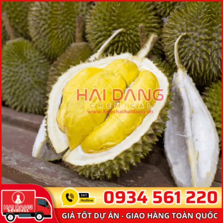 Hương Sầu Riêng