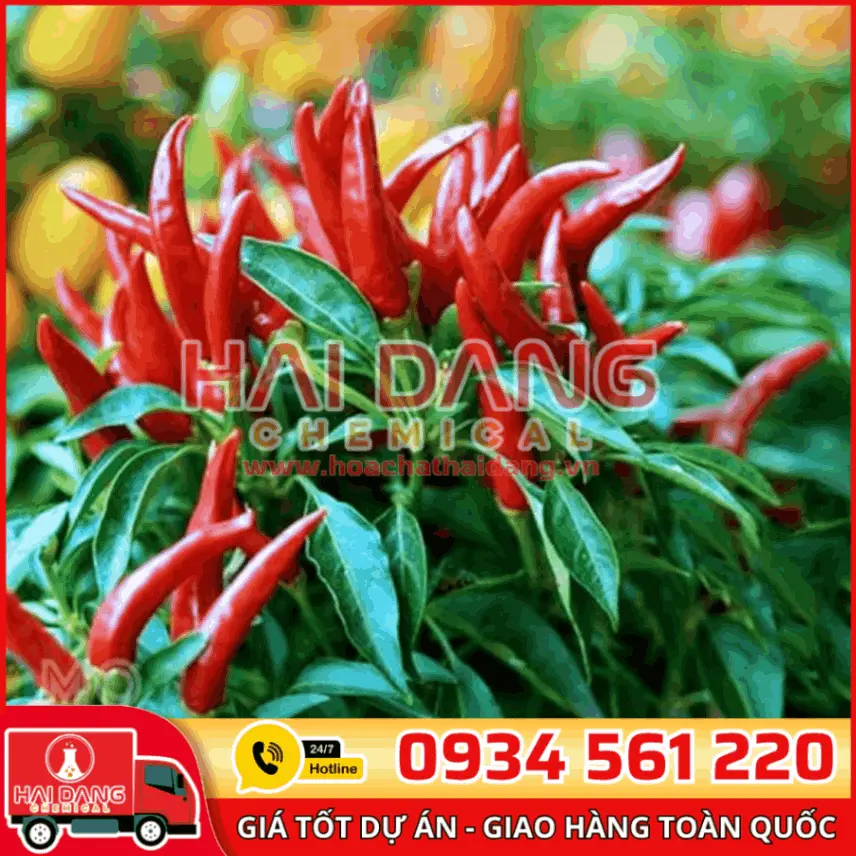 Chất Tạo Cay Capsicum Ấn Độ 