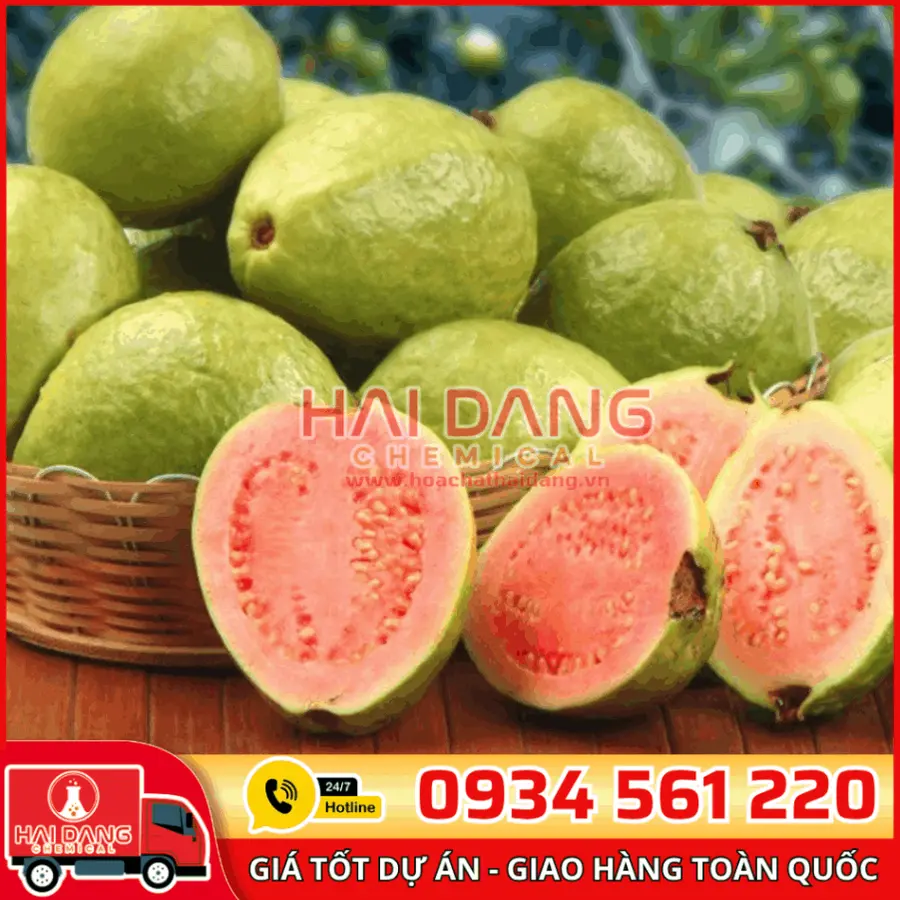 Hương Ổi 
