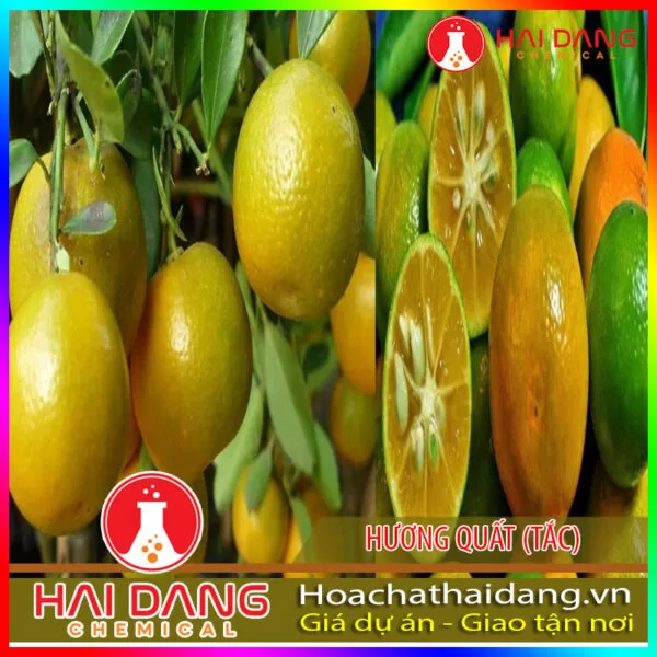 Hương Liệu Thực Phẩm Hương Quất (Tắc)