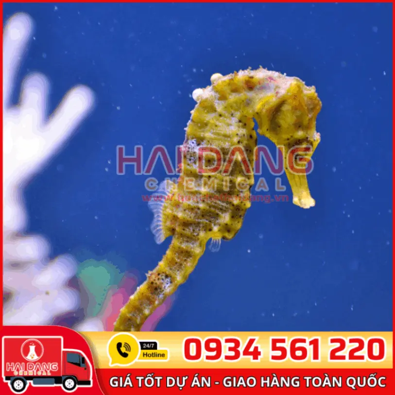 Hương Seahorse – Tạo Mùi Thơm Sạch Mát Cho Sản Phẩm Tẩy Rửa