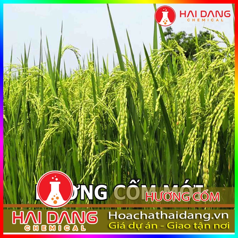 Hương Liệu Thực Phẩm Hương Cốm