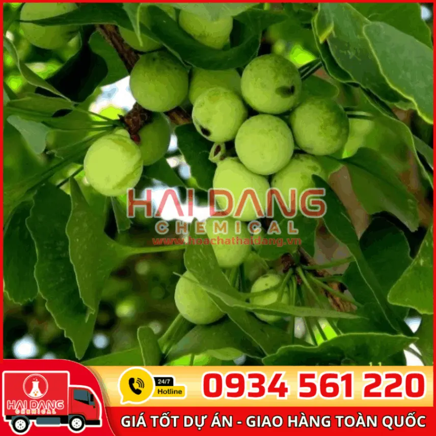 Chiết Xuất Bạch Quả Ginkgo Biloba – Hỗ Trợ Tuần Hoàn Máu Não