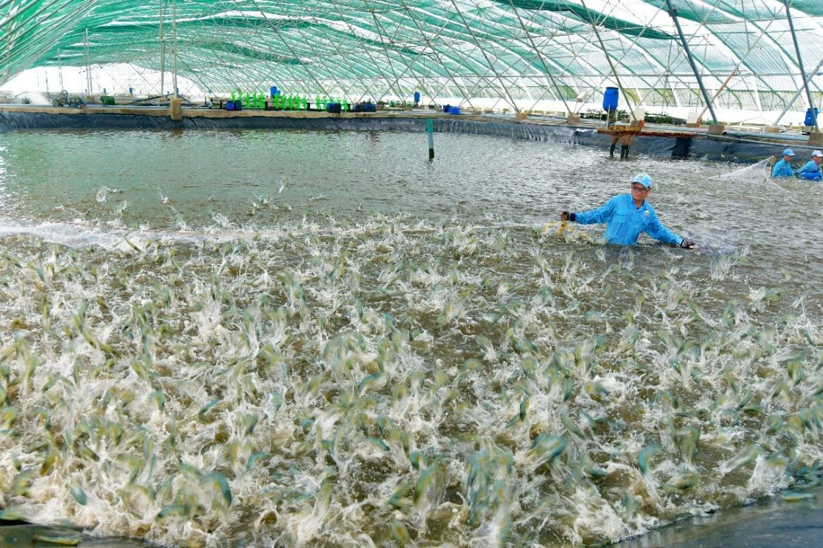 Nhà Cung Cấp Hóa Chất Thủy Sản Uy Tín Tại Hà Giang - Đạt Chuẩn An Toàn