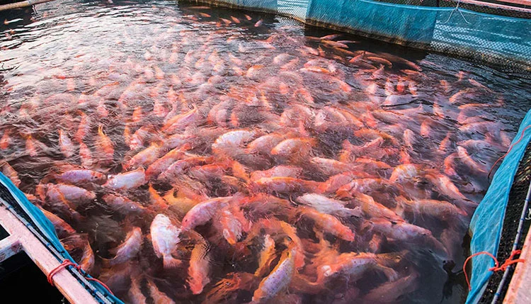 Phân Phối Hóa Chất Nuôi Trồng Thủy Sản Ở Cao Bằng - Hàng Chính Hãng