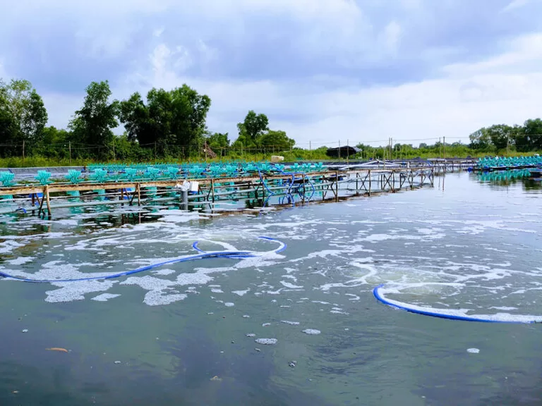 Công Dụng Và Cách Dùng Formol Trong Nuôi Trồng Thủy Sản